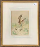 Study of a Marsh Harrier by Roland Green, watercolour, sold Dec 2025