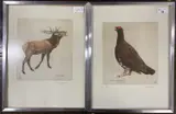 Study of a Red Grouse by Timothy John Greenwood, pencil, sold Dec 2025
