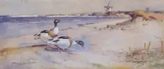 Shelducks along a coastline by Frank Southgate, watercolour, sold Nov 2025