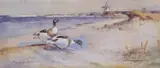 Shelducks along a coastline by Frank Southgate, watercolour, sold Nov 2025