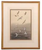 Black-headed gulls at sea by John Cyril Harrison, watercolour and gouache, sold Nov 2025