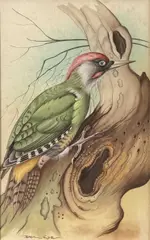 Green Woodpecker by Basil Ede, watercolour, sold Jul 2026