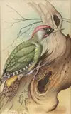 Green Woodpecker by Basil Ede, watercolour, sold Jul 2026