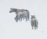 Reprographic colour print - three Welsh ponies by Kyffin Williams, print, sold Jul 2026
