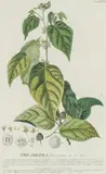 Hand-coloured engraving with margins - The Abroma by Christoph Jakob Trew, engraving, sold Jul 2026
