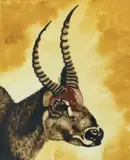 Waterbuck, Kenya by Christine Healey, watercolour, offered Jun 2026