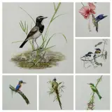 Six watercolours - ornithological studies by Andrew Kamiti, watercolor, sold Jun 2026