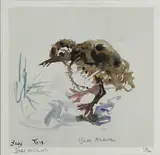 Baby Tern by Ishbel McWhirter, print, sold Jun 2026