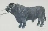 Open edition print - Welsh black bull by Kyffin Williams, print, sold Apr 2026