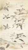 Featuring wigeon by Philip Snow, watercolour, offered Mar 2026