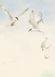 Common terns, Cemlyn by Philip Snow, watercolour, sold Mar 2026