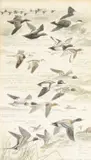 Featuring common scoter by Philip Snow, watercolour, offered Mar 2026