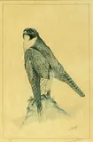 Limited edition by Eric H. Peake Mswa, print, offered Mar 2026