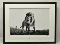 Hunter by Anup Shah, print, sold Jun 2024
