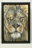 Lions gaze by Gina Hawkshaw, oil on canvas, sold Mar 2024