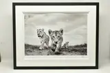 On the move by Anup Shah, print, sold Jan 2024