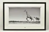 Dance by Anup Shah, print on paper, sold Oct 2023