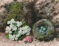 Forest floor still life with blossom and a bird's nest Signed JSherrin by John Sherrin, 1873, Watercolour and bodycolour heightened with gum arabic, sold Mar 2024