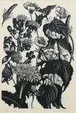 Weeds Signed, numbered and inscribed 9/30 Weeds Clare Leighton (in pencil to margin) Woodcut 17.4 x 12cm (image) by Clare Leighton, Woodcut, sold Dec 2023