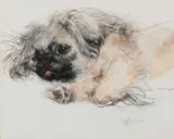 Study of a Pekingese Signed Neil Forster by Neil Forster, Pastel, sold Dec 2023
