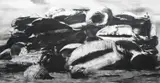 Untitled by Sam Kaprielov, Charcoal on gessoed board, offered Dec 2023