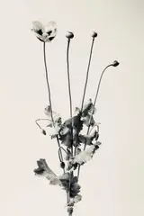 Poppy Signed with initials by Carrie Lees, Giclée archival pigment print, edition, sold Oct 2023
