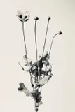 Poppy Signed with initials by Carrie Lees, Giclée archival pigment print, edition, sold Oct 2023