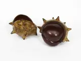 Divide and Conker patinated bronze by Mark Hall, bronze, sold Oct 2023