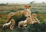 Cheetah with cubsSigned Karpinski by Tony Karpinski, Oil on board, offered Jun 2023