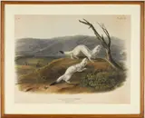 LITTLE NIMBLE WEASEL MAMMALOGICAL PRINT by John Woodhouse Audubon, hand-colored lithograph, sold Mar 2026