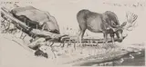 Untitled (Elk) by Don Crouch, lithograph on paper, sold Jul 2020