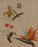 Two Orchids and a Bird of Paradise by William Jacob Hays, oil on canvas, sold Jul 2020