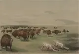 Buffalo Hunt Under the White Wolf skin by George Catlin, lithograph in colors, sold Aug 2020