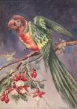 Rosella On A Fuschia Branch by Vida Lahey, watercolour on card signed lower right: VIDA LAHEY inscribed verso: 6 bears inscription on old label verso: QAG REF NO 5, sold Oct 2019