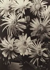 Gerberas by Olive Cotton, c.1935, silver gelatin photograph, sold Jun 2020
