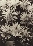Gerberas by Olive Cotton, c.1935, silver gelatin photograph, sold Jun 2020
