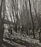 Among The Beeches by Olive Cotton, 1939 (printed 1994), silver gelatin photograph, sold Jun 2020