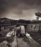 Tobacco Road, Ovens Valley by Jeff Carter, 1956, selenium toned black and white photograph, sold Jun 2020