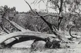 Untitled by Sidney Nolan, c.1952, silver gelatin photograph, sold Jun 2020
