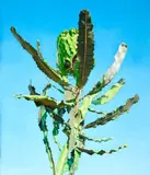 Superflower by Juan Ford, 2011, oil on linen, sold May 2022