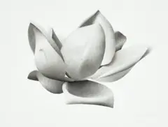 Magnolia Iii (Grandiflora) by Jonathan Delafield Cook, 2002, charcoal on paper, sold May 2023