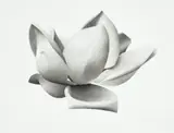 Magnolia Iii (Grandiflora) by Jonathan Delafield Cook, 2002, charcoal on paper, sold May 2023