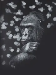 Gorille by Pascal Wolff, 2024, Pastel blanc et gris sur papier noir, sold May 2025