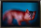 Walking cat 1994-1996 by Larry Gianettino, Tirage photographique en couleurs, Cibachrome, désigné du nom de l'auteur, sold Oct 2025