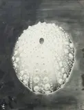 Oursin by Alfred de Cabrol, 1973, Encre et crayon, sold Nov 2023