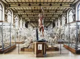 Galerie d’anatomie comparée 2 by Cédric Delsaux, Photographie en couleurs sur aluminium, sold Jul 2020