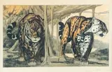 Deux jaguars by Paul Jouve, Lithographie originale, en couleurs, sold Mar 2022