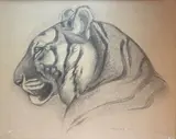 Tigre by Henri Robert Husset, 1941, Crayon noir signé et daté en bas à droite, sold Oct 2021