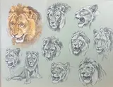 Etude de lions by Georges Rötig, 1929, Crayon noir et rehauts de blanc, une tête à la gouache, sold Jun 2021