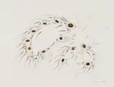 Porcupine by Eddy Cobiness, 1993, watercolour on paper, sold Aug 2024
